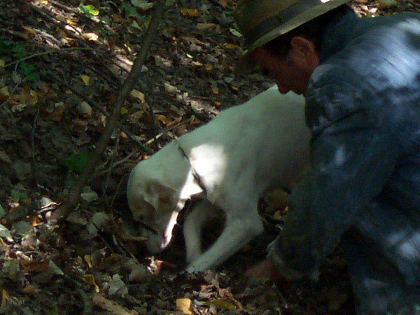 RICERCA DEL TARTUFO