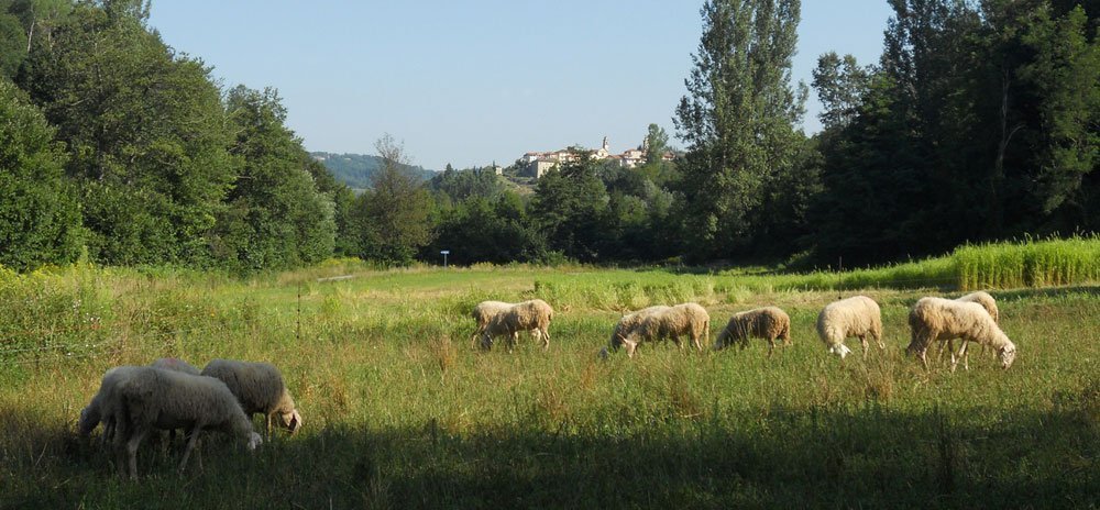 pecore a san benedetto belbo