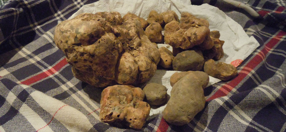 ricerca del tartufo